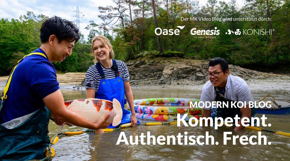 modern-koi-basic_header_2025