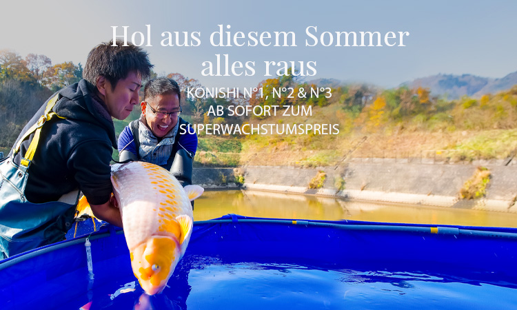 Modern Koi Blog