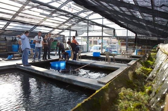 Koi Farm