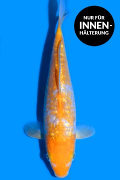 Aragoke Ginrin Karashi Koyo