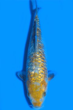 Aragoke Ginrin Karashi Ochiba