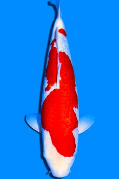 Ginrin Karashi Kohaku