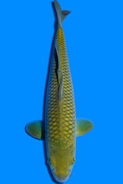 Karashi Chagoi