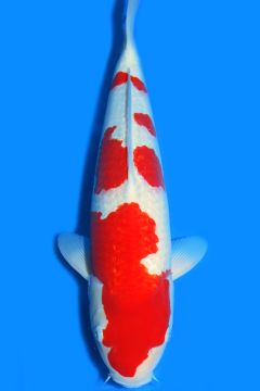 Karashi Ginrin Kohaku