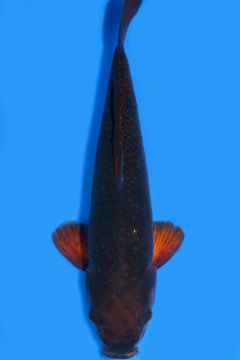 Karashi Hikari Chagoi