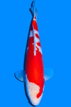 Karashi Kohaku