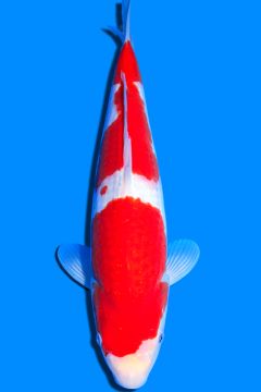 Karashi Kohaku