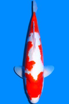 Karashi Kohaku