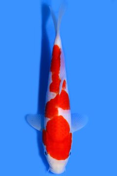 Karashi Kohaku