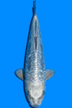 Aragoke Ginrin Hikari Soragoi