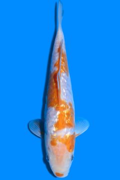 Aragoke Ginrin Karashi Koyo