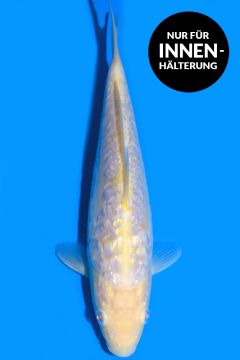 Aragoke Ginrin Karashi Koyo