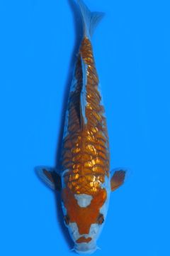 Aragoke Ginrin Karashi Ochiba