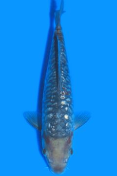 Aragoke Ginrin Karashi Ochiba