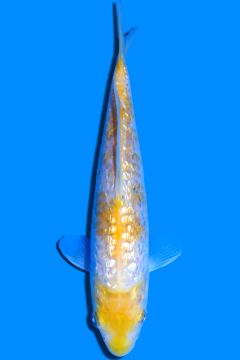 Aragoke Karashi Koyo