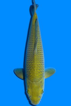 Karashi Chagoi