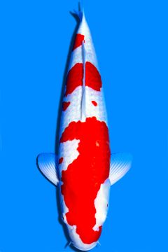 Karashi Ginrin Kohaku