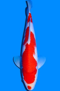 Karashi Kohaku
