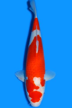 Karashi Kohaku