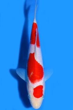 Karashi Kohaku