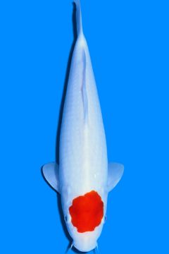 Karashi Tancho Kohaku