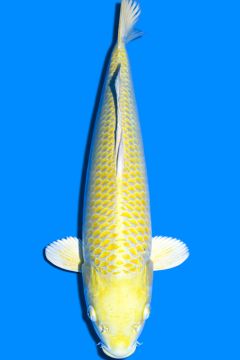 Karashi Yamabuki