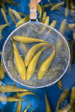 Karashigoi 20-22cm (1 Stück)