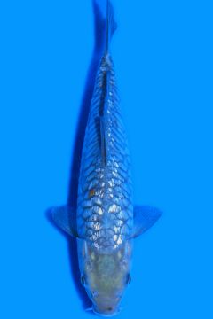 Aragoke Ginrin Karashi Asagi Ochiba