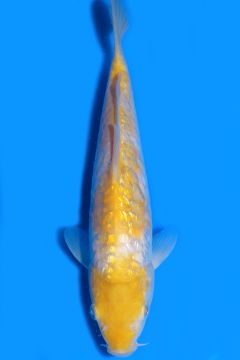 Aragoke Ginrin Karashi Koyo