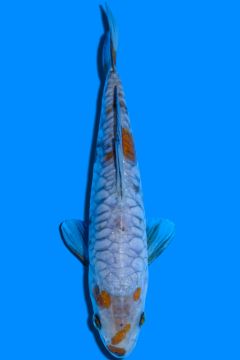 Aragoke Karashi Ochiba Shigure