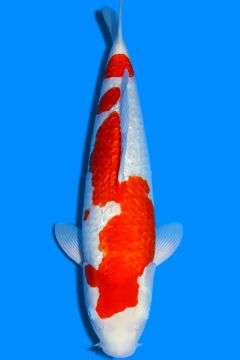 Ginrin Karashi Kohaku