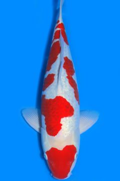 Ginrin Karashi Kohaku