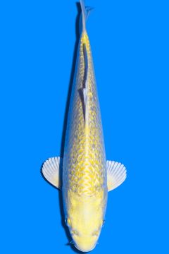 Karashi Ginrin Yamabuki Ogon