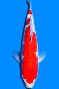 Karashi Kohaku