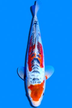 Karashi Shusui
