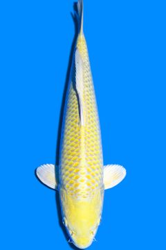Karashi Yamabuki