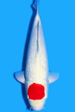 Tancho Ginrin Kohaku