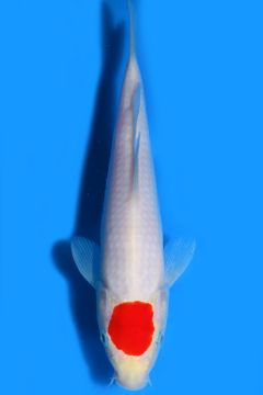 Tancho Karashi Kohaku