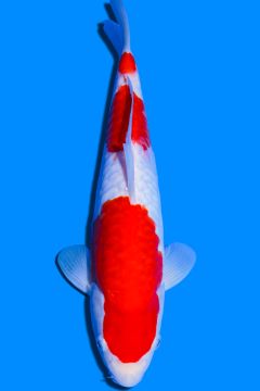 Aragoke Karashi Kohaku