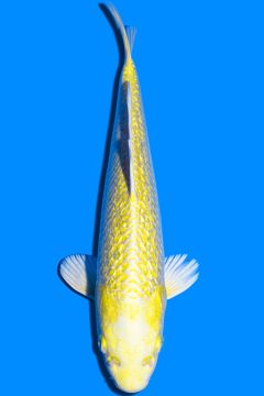 Karashi Ginrin Yamabuki Ogon