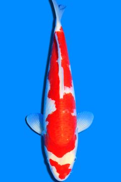 Karashi Kohaku