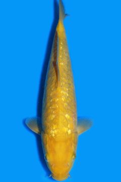 Aragoke Ginrin Karashi Chagoi