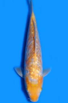 Aragoke Ginrin Karashi Koyo