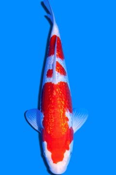 Ginrin Karashi Kohaku