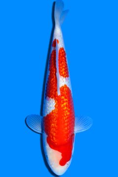 Ginrin Karashi Kohaku