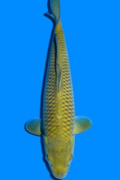 Karashi Chagoi