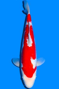 Karashi Doitsu Kohaku