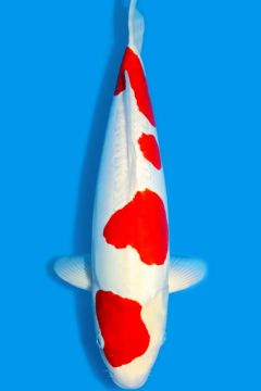 Karashi Doitsu Kohaku