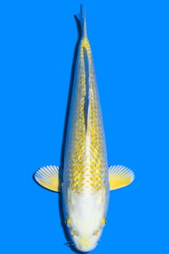 Karashi Ginrin Yamabuki Ogon
