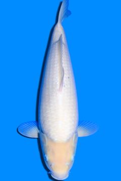 Nanashigoi